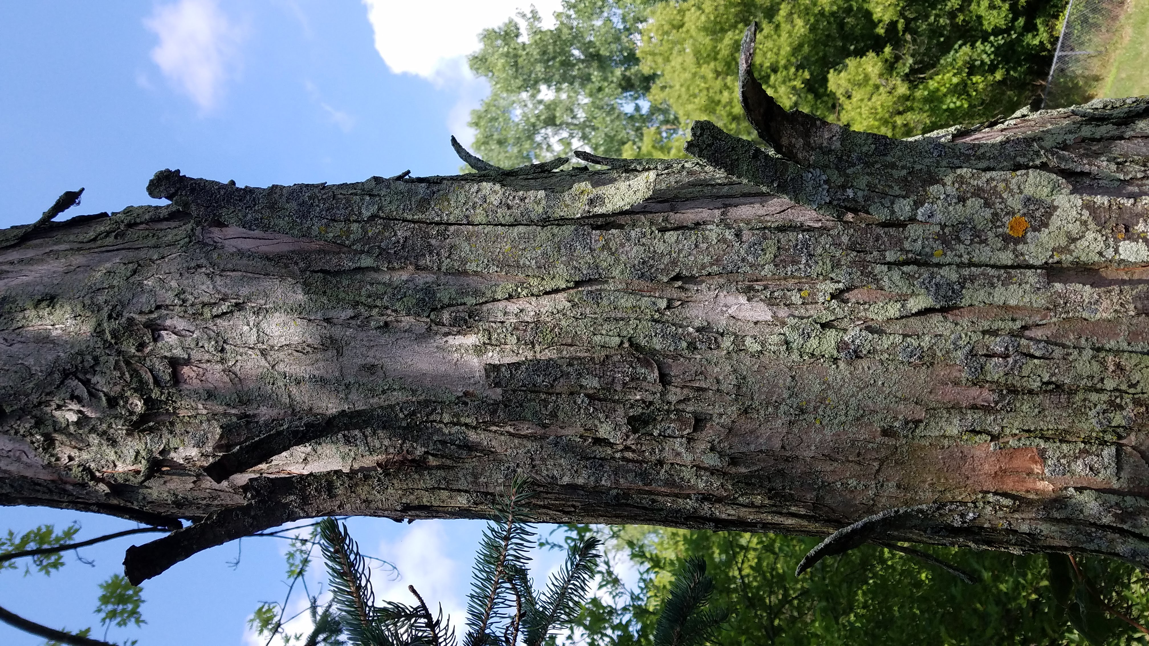 The outer bark of silver maple trees..